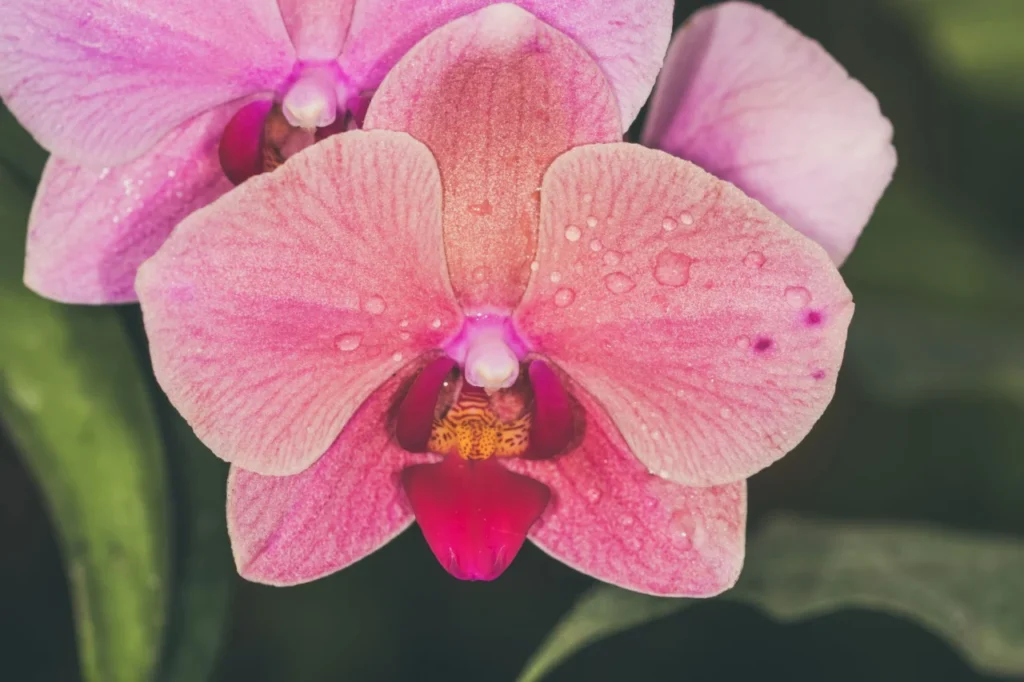 como cuidar de orquídeas