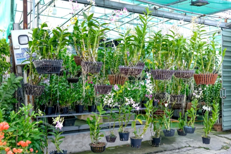 Como cuidar de orquídeas: guia para flores vigorosas