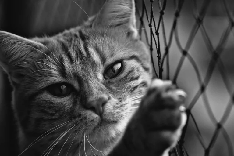 Rede de proteção para apartamento com gatos: segura e prática